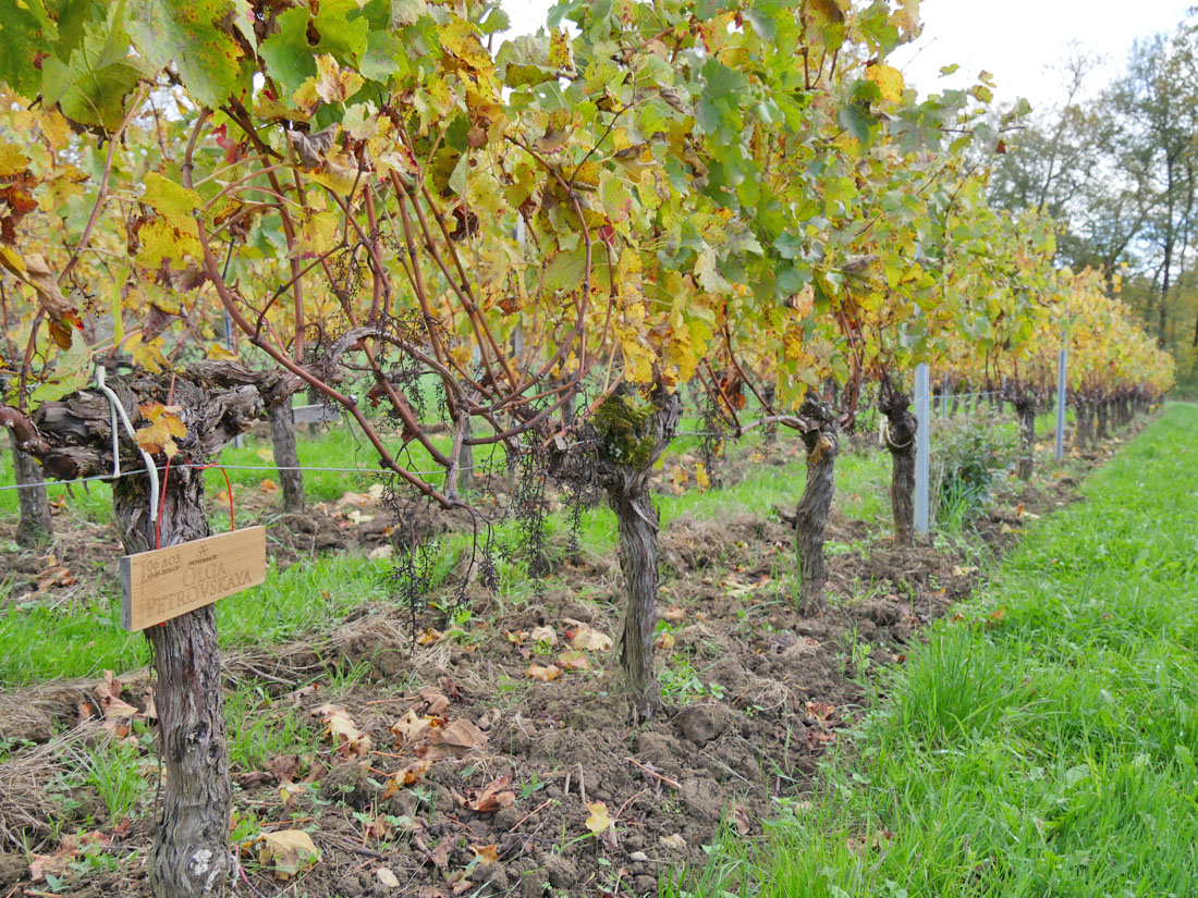 Виноградник на урожай